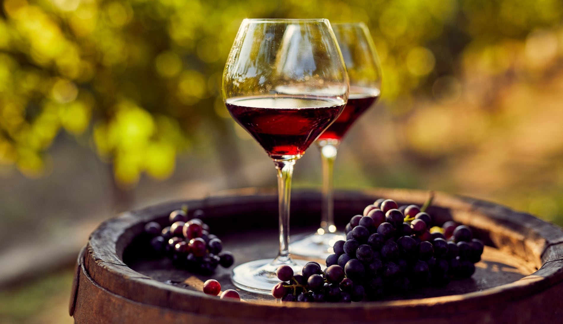 Vinos & Experiencias 