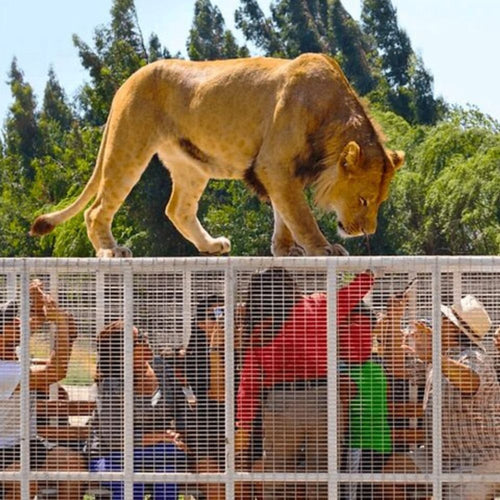 Safari – Tu Aventura Salvaje