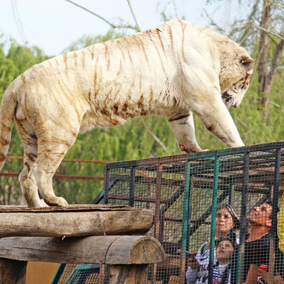 Safari – Tu Aventura Salvaje
