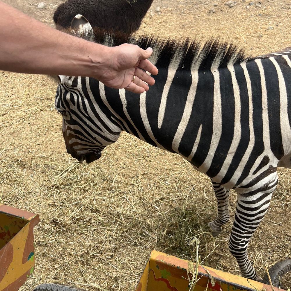 Safari – Tu Aventura Salvaje
