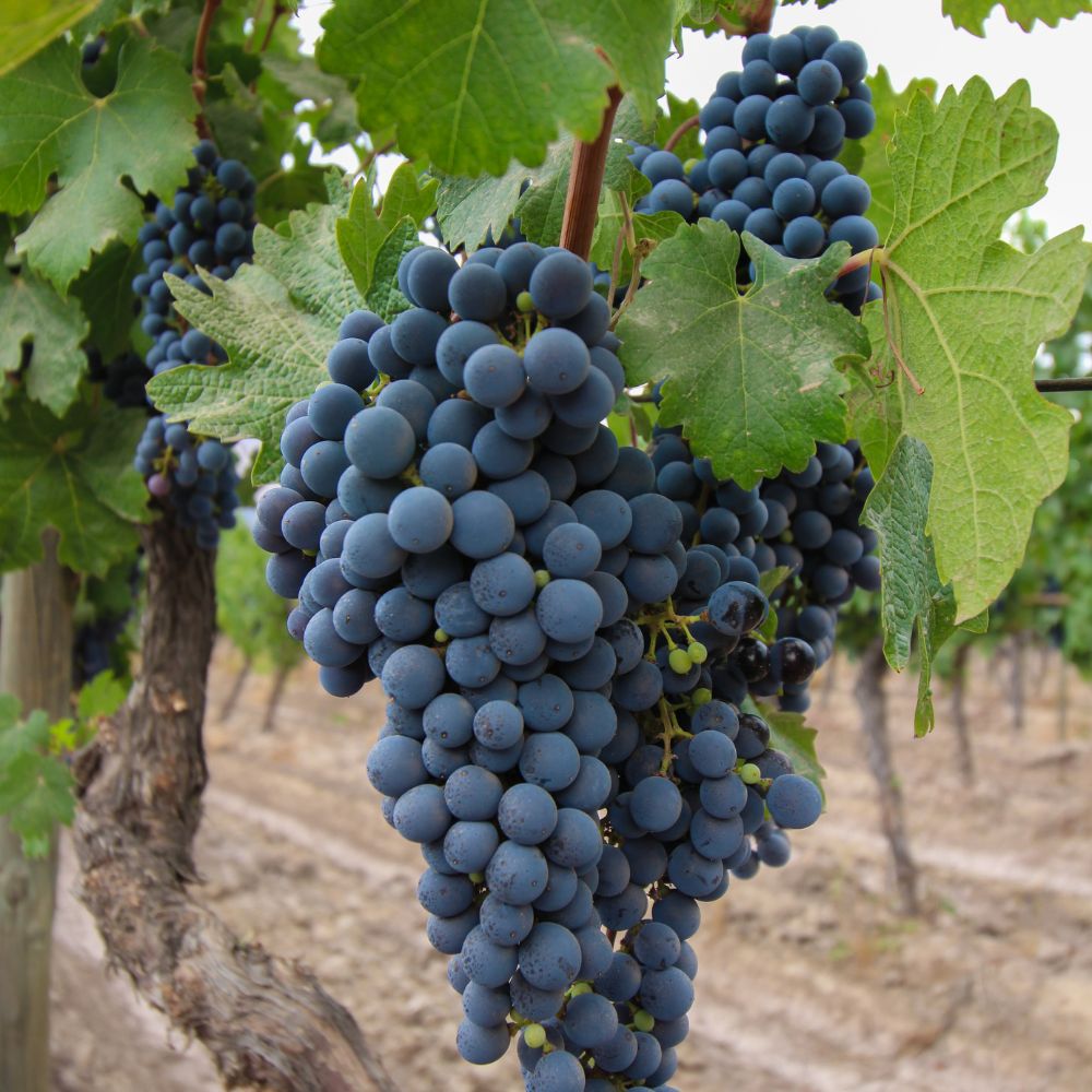 Viña Concha y Toro – Clásico